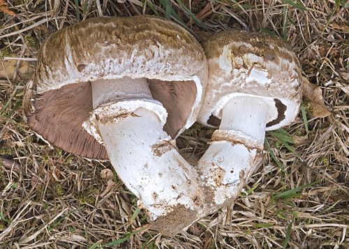 Agaricus bitorquis